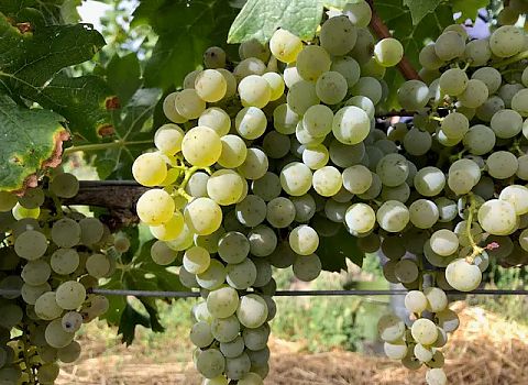 PIWI-Trauben des Weinguts Mosbacher: Die lockere Struktur des Cabernet Blanc schützt vor Fäulnis