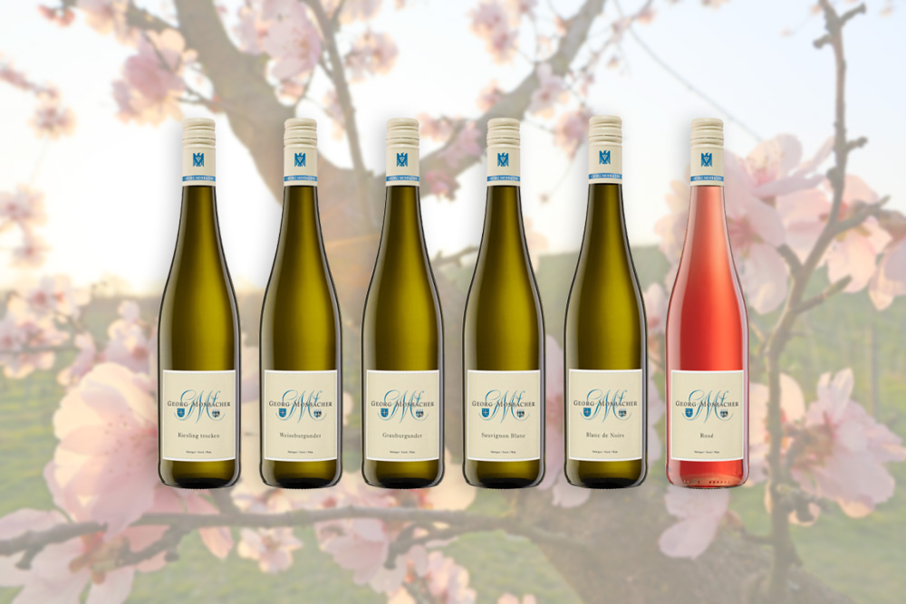 Jungweine Jg. 2025 - Probierpaket Jungweine Jg. 2025 - Probierpaket